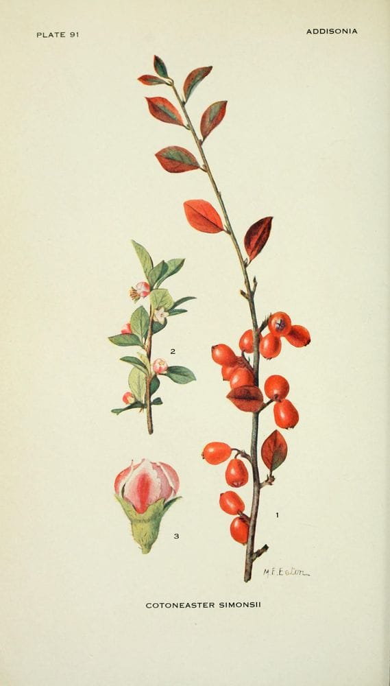 Cotoneaster simonsii